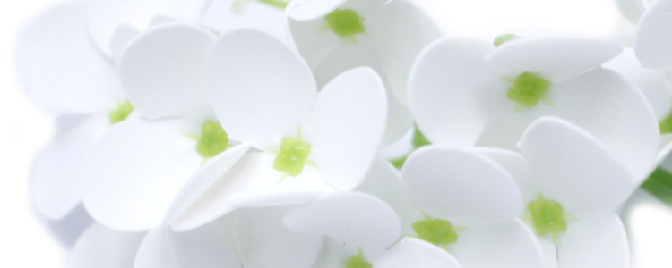 Fleurs de savon jacinthes blanches